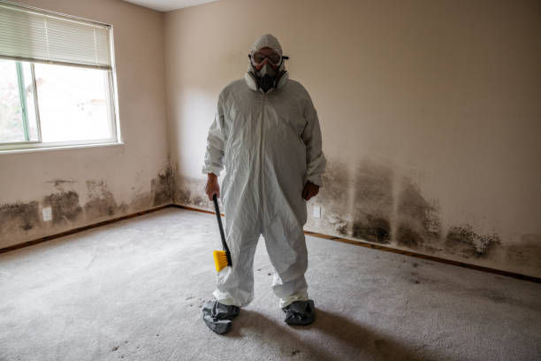 Best Emergency Mold Remediation in Stanley, VA